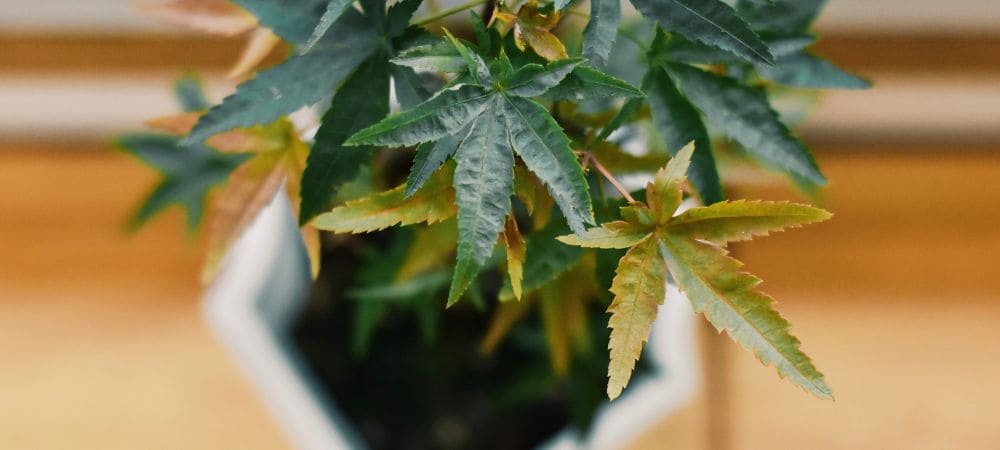 foglie gialle nelle piante da interno
