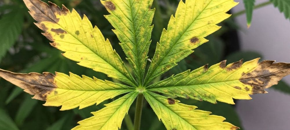 Acari fitofagi in coltivazione indoor