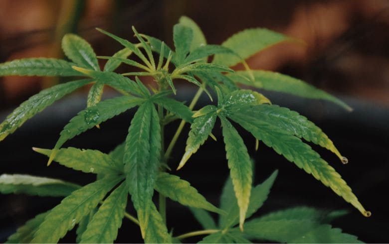 Piante da interno con fogli gialle