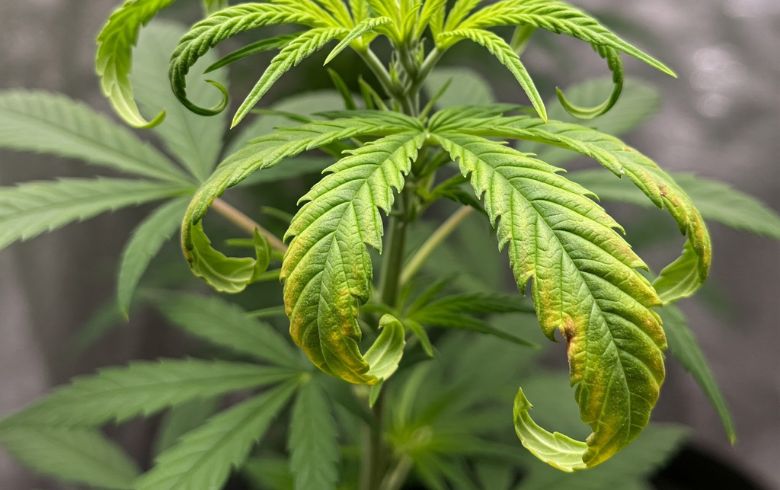 Notizie sulla cannabis