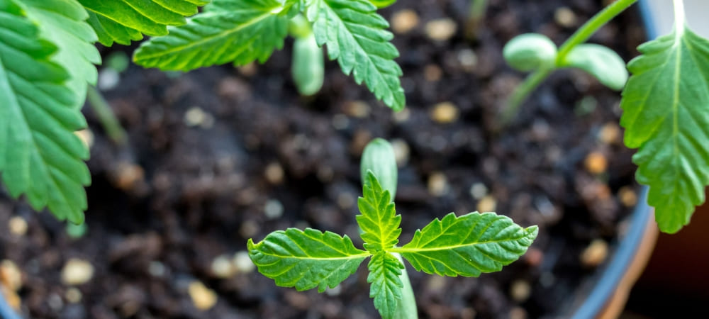 Germinazione dei semi di marijuana