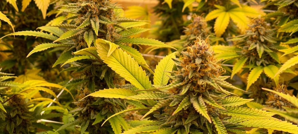 foglie gialle nelle piante di cannabis