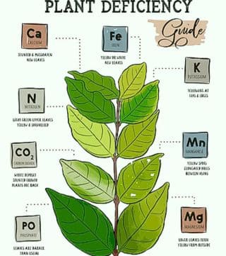 foglie gialle nelle piante da interno