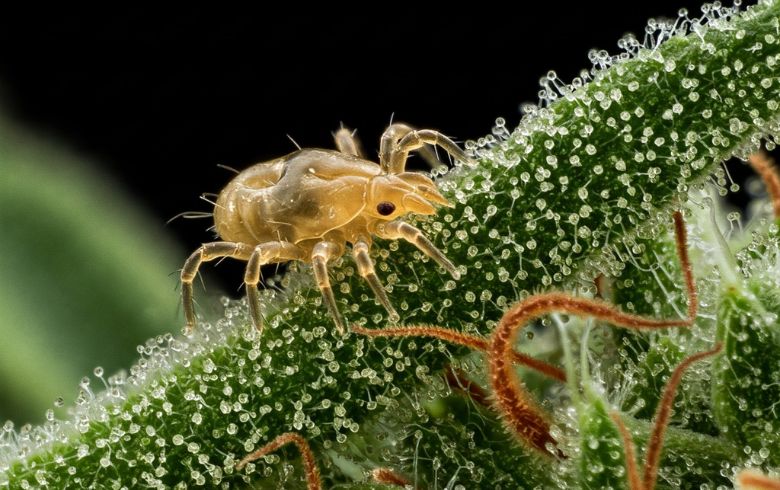 Notizie sulla cannabis