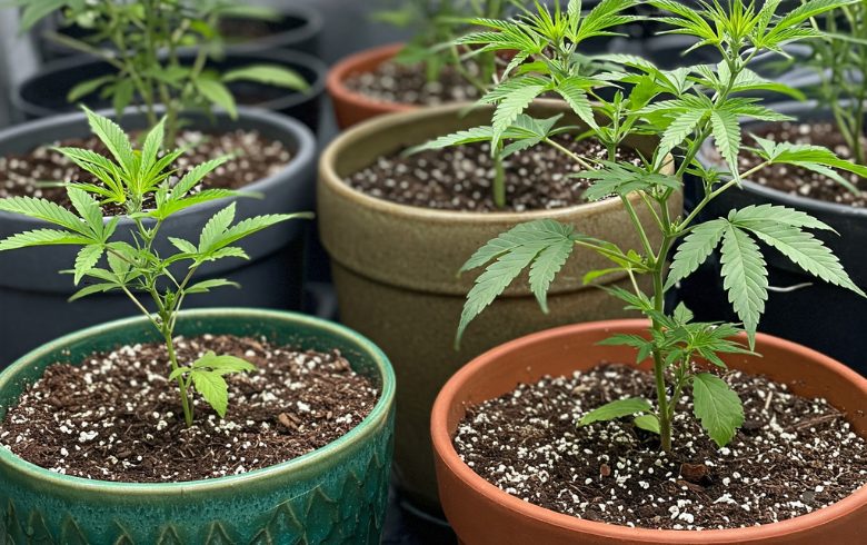 Notizie sulla cannabis