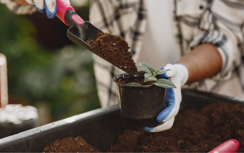Quando rinvasare le piante da interno e come farlo per non farle soffrire