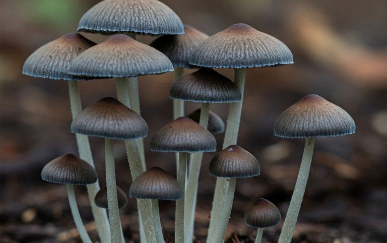 Notizie sulla cannabis