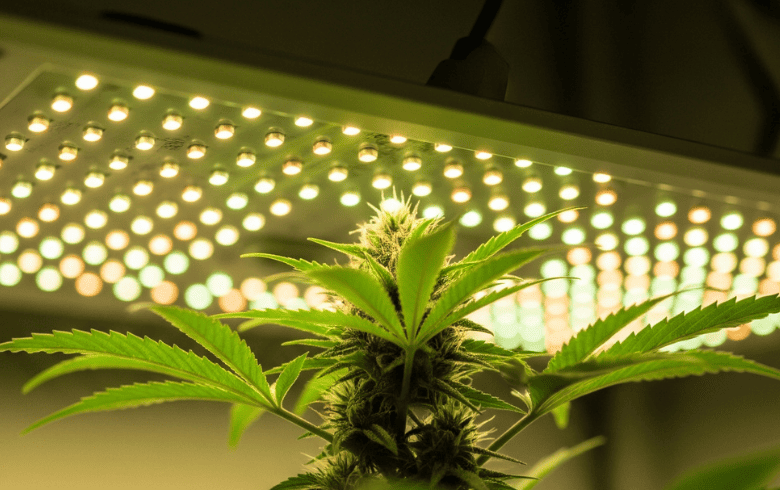 Notizie sulla cannabis