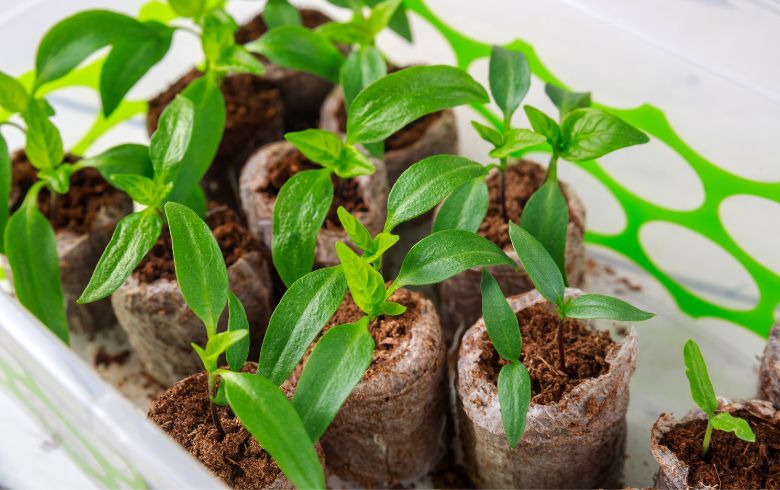 Notizie sulla cannabis