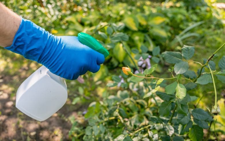 Notizie sulla cannabis