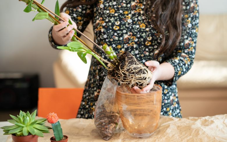 Notizie sulla cannabis