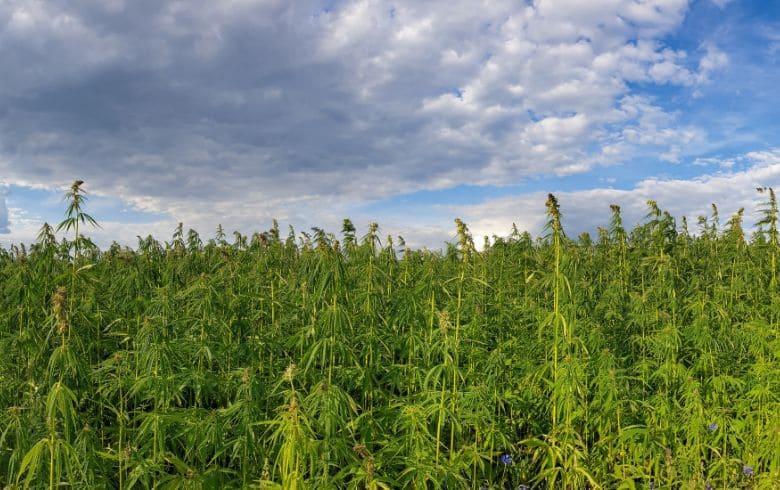 Guide alla coltivazione