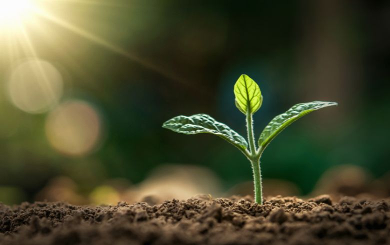 Notizie sulla cannabis