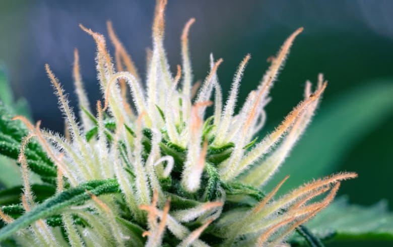 Notizie sulla cannabis
