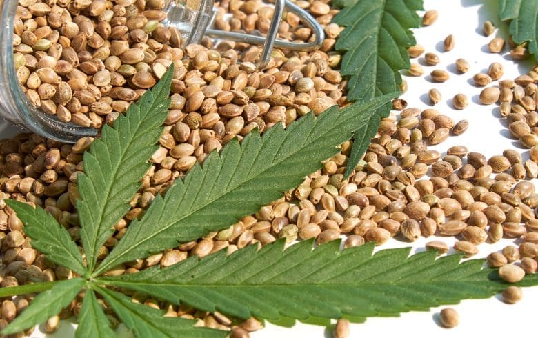 Notizie sulla cannabis