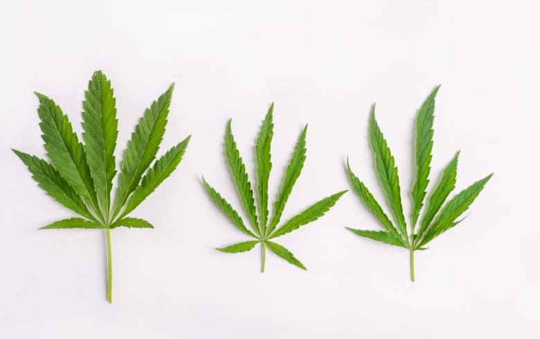 Notizie sulla cannabis