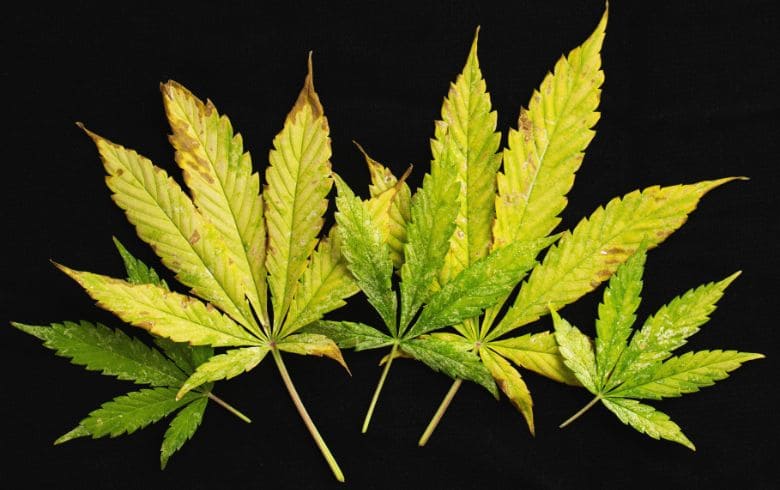 Guide alla coltivazione