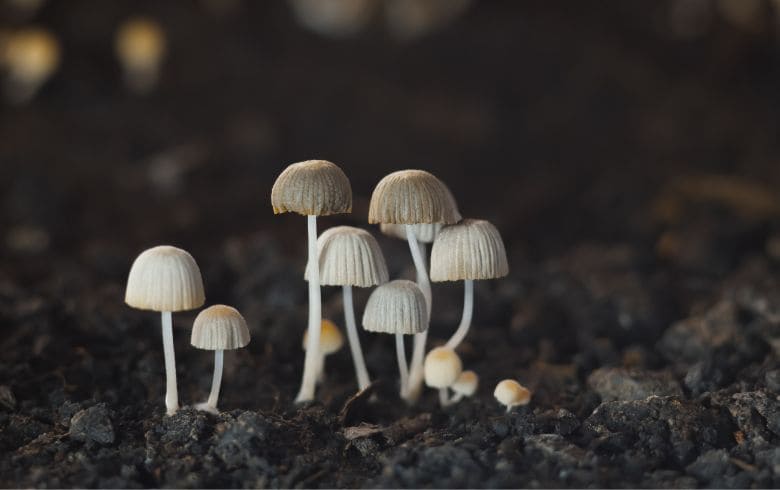 Notizie sulla cannabis