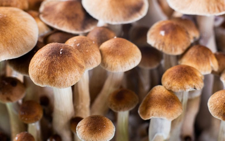 Guide alla coltivazione