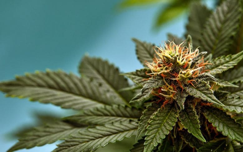 Notizie sulla cannabis