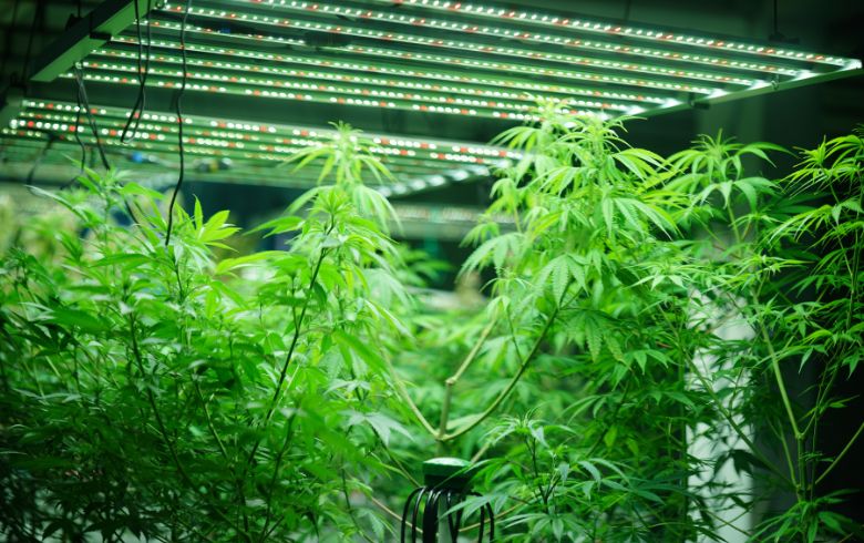 Guide alla coltivazione