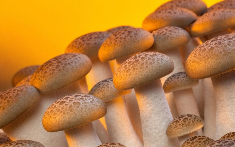 Notizie sulla cannabis