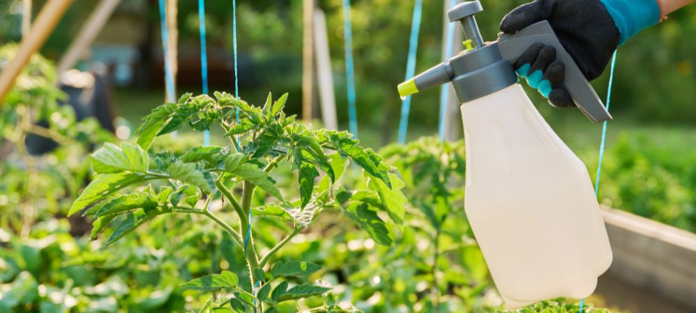 insetticida sapone molle potassico e olio di neem