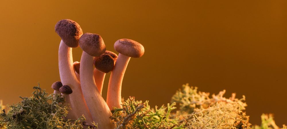 variedades de setas mágicas