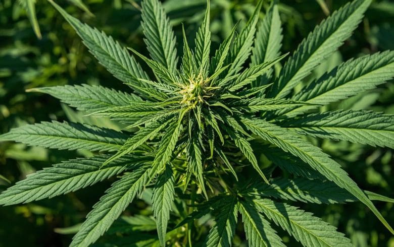 Notizie sulla cannabis