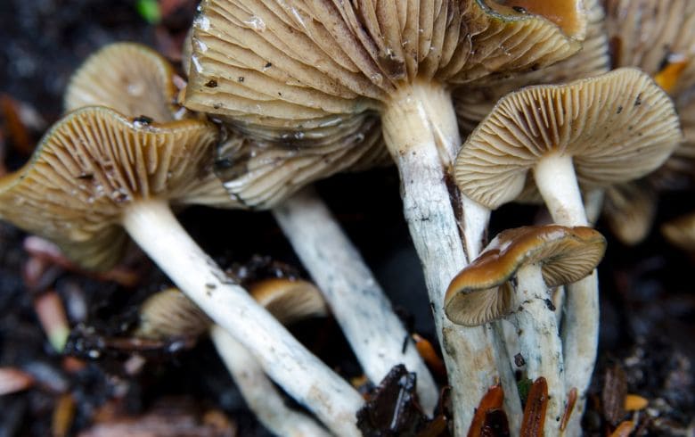 Notizie sulla cannabis