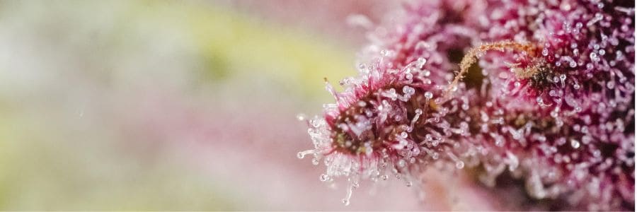 Coltivazione di cannabis con genetiche fruttate