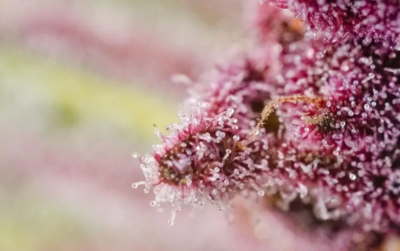 Coltivazione di cannabis con genetiche fruttate