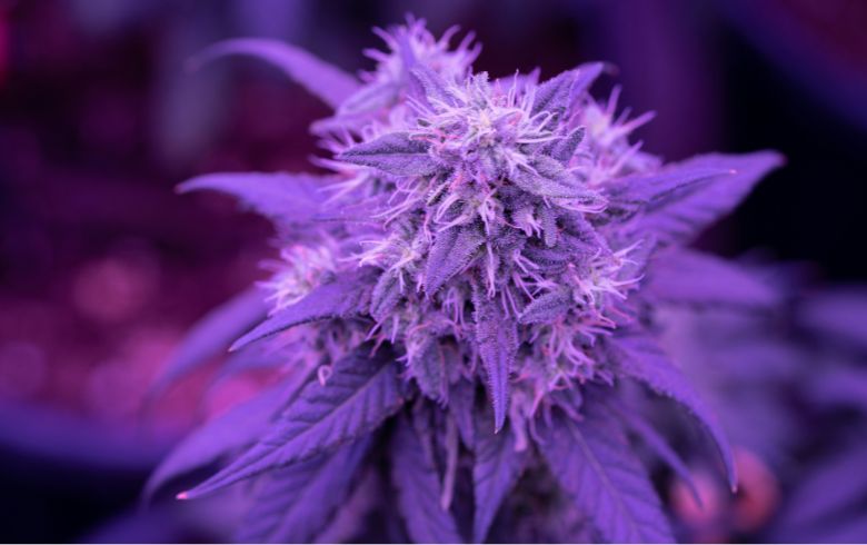 Notizie sulla cannabis Notizie sulla cannabis