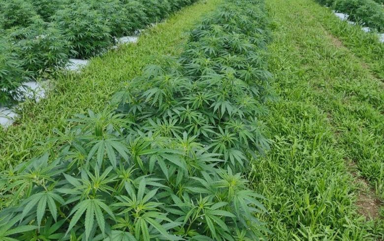 Influenza della genetica nella coltivazione di marijuana: quanto decide il seme e quanto l’ambiente