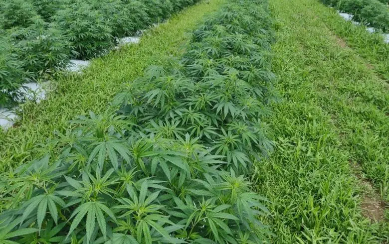 Influenza della genetica nella coltivazione di marijuana: quanto decide il seme e quanto l’ambiente