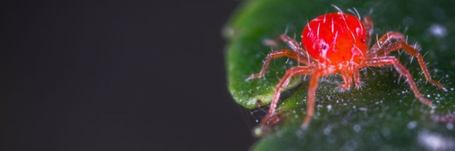 Il miglior insetticida per il ragnetto rosso