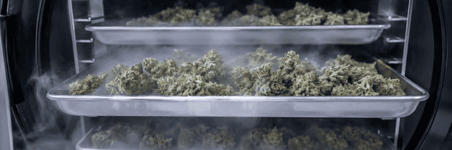 Cos’è la liofilizzazione della cannabis?