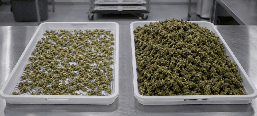 Cannabis en la liofilizadora tras descubrir cuál es el paso previo a la liofilización