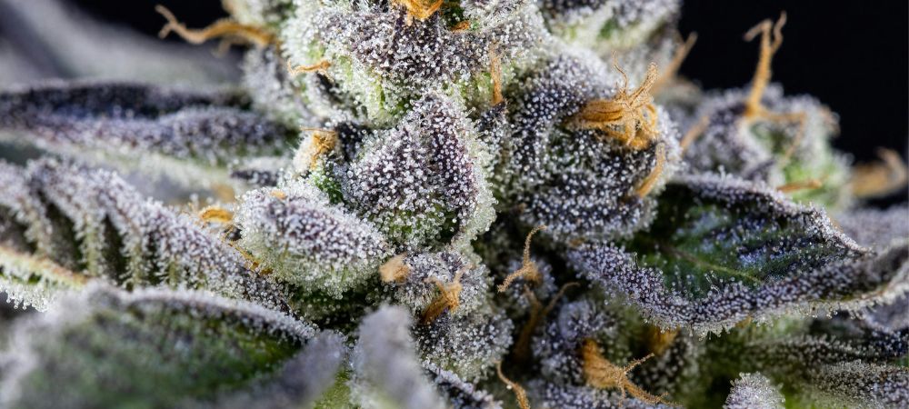 morfologia compatta de la purple kush