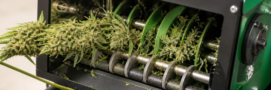 Trimmer per cannabis a secco vs a umido: quale scegliere?