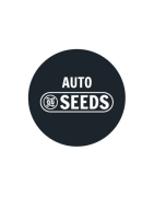 Semi autofiorenti GB
