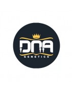 Semi femminizzati DNA Genetics