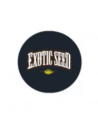 Semi femminizzati Exotic Seed