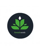 Semi femminizzati Female Seeds