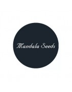 Semi femminizzati Mandala Seeds