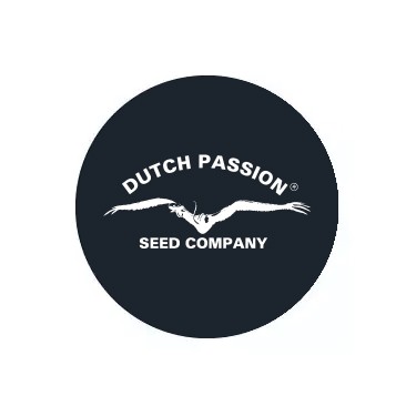 Semi autofiorenti Dutch Passion