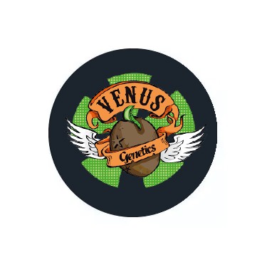 Semi autofiorenti Venus Genetics