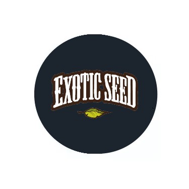 Semi autofiorenti Exotic Seed