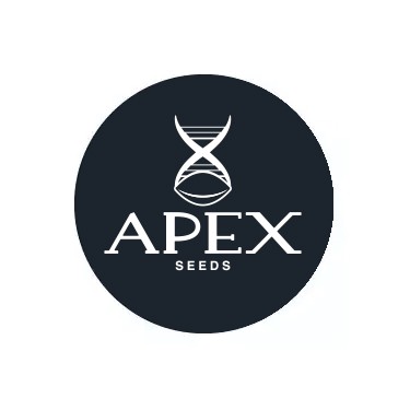 Semi autofiorenti Apex Seeds