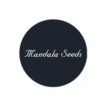 Semi femminizzati Mandala Seeds